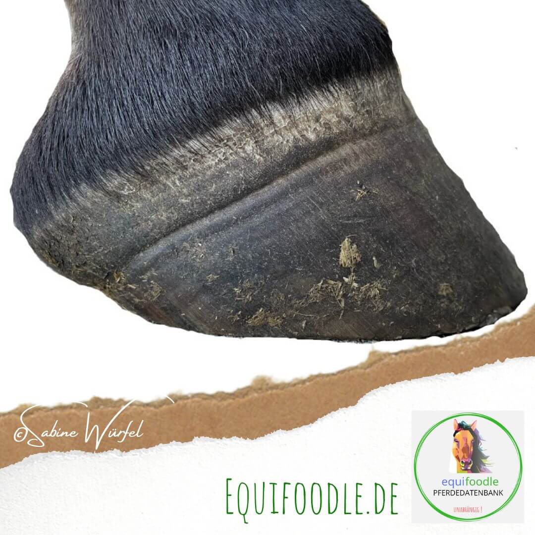 equifoodle Hufrehering