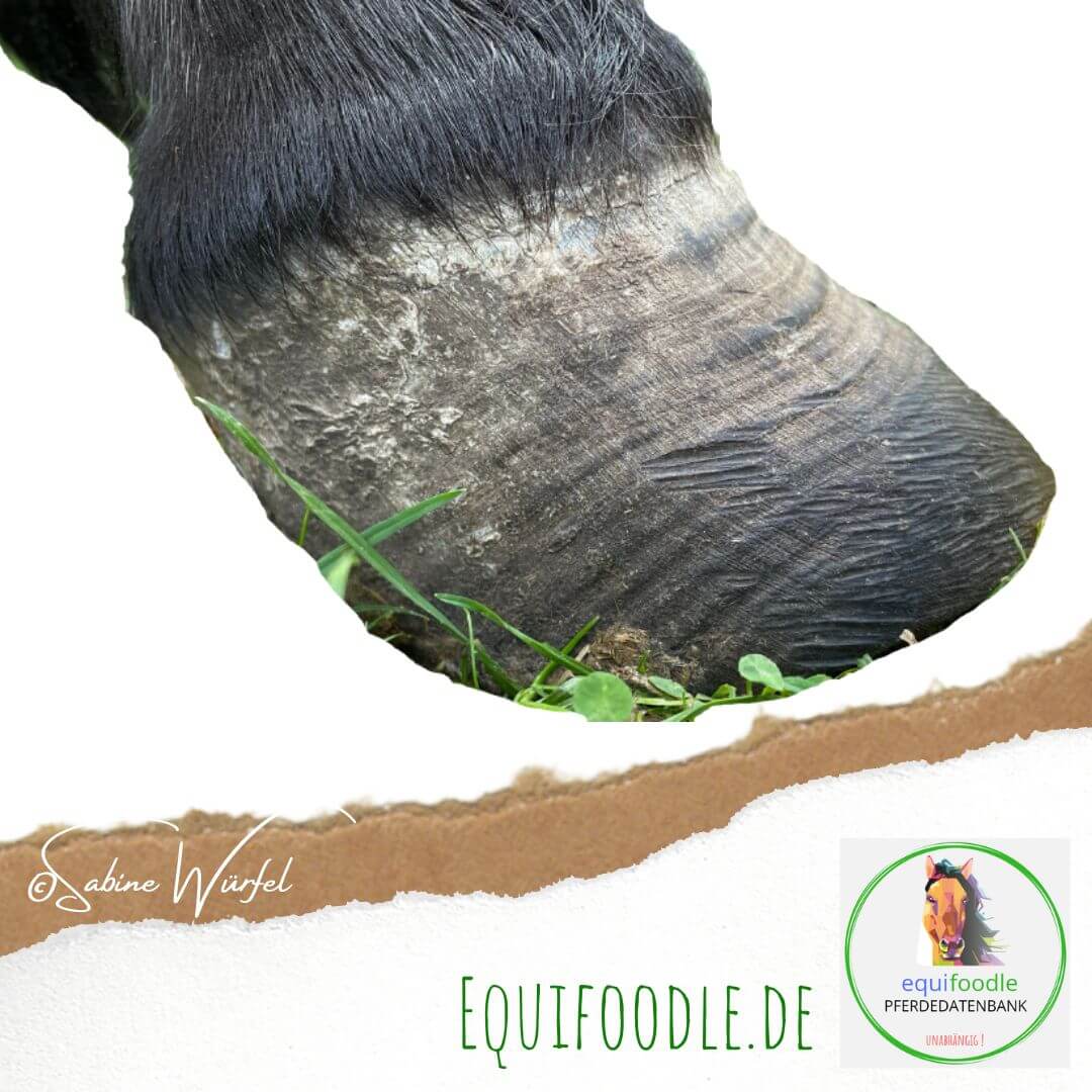 equifoodle chronische Hufrehe