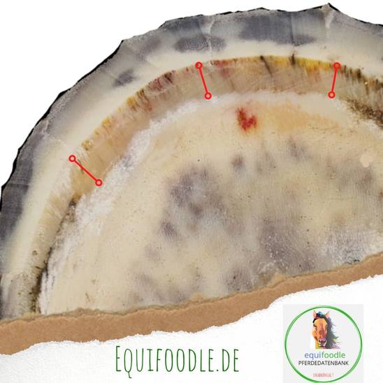 equifoodle weisse linie hufrehe pferd